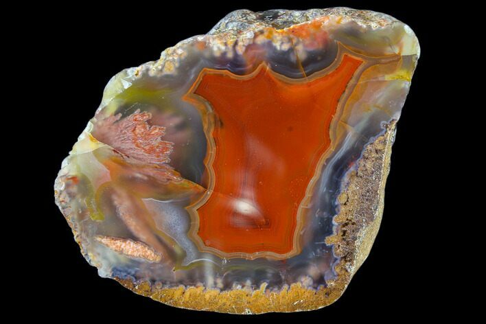 Beautiful Condor Agate From Argentina - Cut/Polished Face #79590